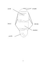 Paraugs 'Praktiskais uzdevums kriminālistikā', 11.