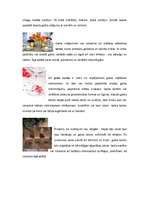 Referāts 'Galda klāšanas principi', 11.