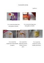 Referāts 'Olbaltumvielu noteikšana pienā. Zinātniski pētnieciskais darbs ķīmijā', 26.