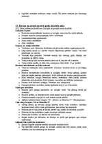 Konspekts 'Viduslaiku Eiropa', 4.