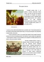 Referāts 'Portugāles vēsture', 1.