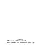 Konspekts 'Nodarbība "Sēnes"', 5.