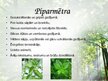 Prezentācija 'Latvijas ārstniecības augi', 2.