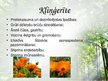 Prezentācija 'Latvijas ārstniecības augi', 4.