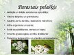 Prezentācija 'Latvijas ārstniecības augi', 12.