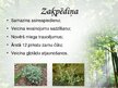 Prezentācija 'Latvijas ārstniecības augi', 15.