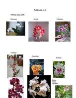 Referāts 'Orhidejas', 39.