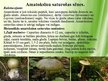 Prezentācija 'Indīgās sēnes', 6.