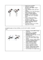 Konspekts 'Fitnesa vingrinājumi', 11.