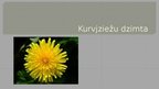 Prezentācija 'Kurvjziežu dzimta', 1.