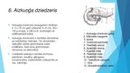 Prezentācija 'Iekšējās sekrēcijas dziedzeri', 8.