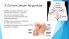 Prezentācija 'Iekšējās sekrēcijas dziedzeri', 10.