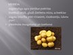 Prezentācija 'Kartupeļi', 12.