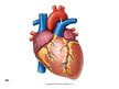 Prezentācija 'Sirds un asinsvadu sistēmas anatomija, asins sastāvs', 3.