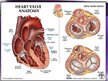 Prezentācija 'Sirds un asinsvadu sistēmas anatomija, asins sastāvs', 14.