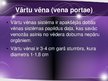 Prezentācija 'Sirds un asinsvadu sistēmas anatomija, asins sastāvs', 36.