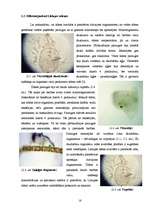 Referāts 'Lielupes baseina ūdens kvalitāte', 16.