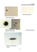 Referāts 'Lielupes baseina ūdens kvalitāte', 25.