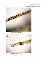 Referāts 'Lielupes baseina ūdens kvalitāte', 26.