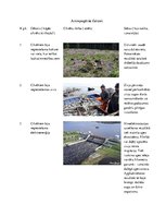 Konspekts 'Antropogēnie faktori', 1.