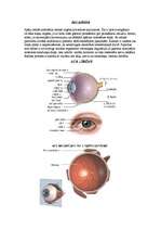 Konspekts 'Acs uzbūve', 1.