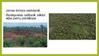Prezentācija 'Mitrie tropu meži', 21.
