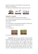 Referāts 'Graudaugu augšanas un attīstības fāzes', 3.