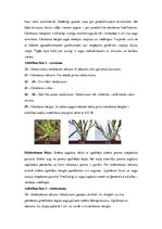 Referāts 'Graudaugu augšanas un attīstības fāzes', 4.