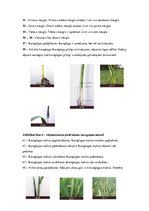 Referāts 'Graudaugu augšanas un attīstības fāzes', 5.