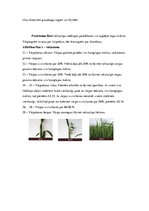 Referāts 'Graudaugu augšanas un attīstības fāzes', 6.