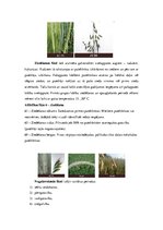 Referāts 'Graudaugu augšanas un attīstības fāzes', 7.
