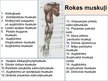 Prezentācija 'Rokas anatomija un fizioloģija', 8.