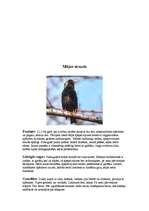 Referāts 'Strazdi (strazds)', 2.