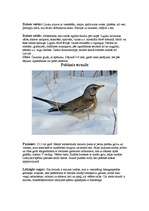 Referāts 'Strazdi (strazds)', 3.
