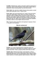 Referāts 'Strazdi (strazds)', 4.