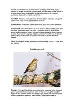 Referāts 'Strazdi (strazds)', 5.