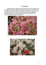 Referāts 'Acālijas', 9.