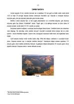 Referāts 'Kontinenti', 14.