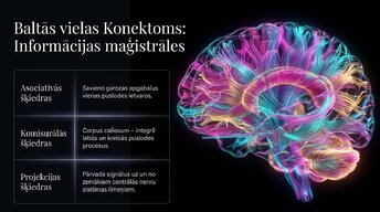 Prezentācija 'Nervu sistēmas strukturālā un funkcionālā organizācija', 9.