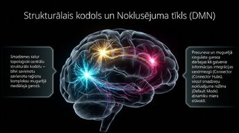 Prezentācija 'Nervu sistēmas strukturālā un funkcionālā organizācija', 10.