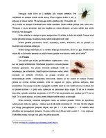 Referāts 'Dezinsekcija viesnīcās un ēdināšanas uzņēmumos', 6.