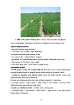 Referāts 'Miežu šķirņu agronomija Valsts Stendes Graudaugu selekcijas institūtā 2007.gada ', 12.