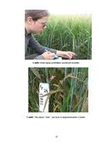 Referāts 'Miežu šķirņu agronomija Valsts Stendes Graudaugu selekcijas institūtā 2007.gada ', 20.