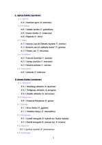 Referāts 'Telpaugu klasifikācijas sistēma', 5.