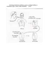 Referāts 'Elpceļu slimības', 12.