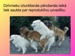 Prezentācija 'Dzīvnieku uzvedība pārošanās laikā', 2.