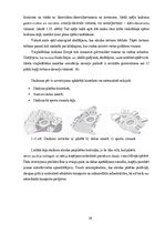 Diplomdarbs 'Olimpisko stadionu arhitektūra', 29.