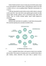 Diplomdarbs 'Olimpisko stadionu arhitektūra', 33.