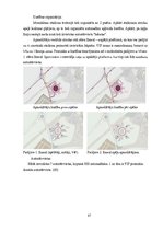 Diplomdarbs 'Olimpisko stadionu arhitektūra', 47.