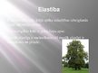 Prezentācija 'Latvijas lapu koki un to īpašības', 5.